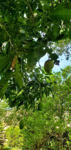 Robert Richie - Daddy Minnesota, USA